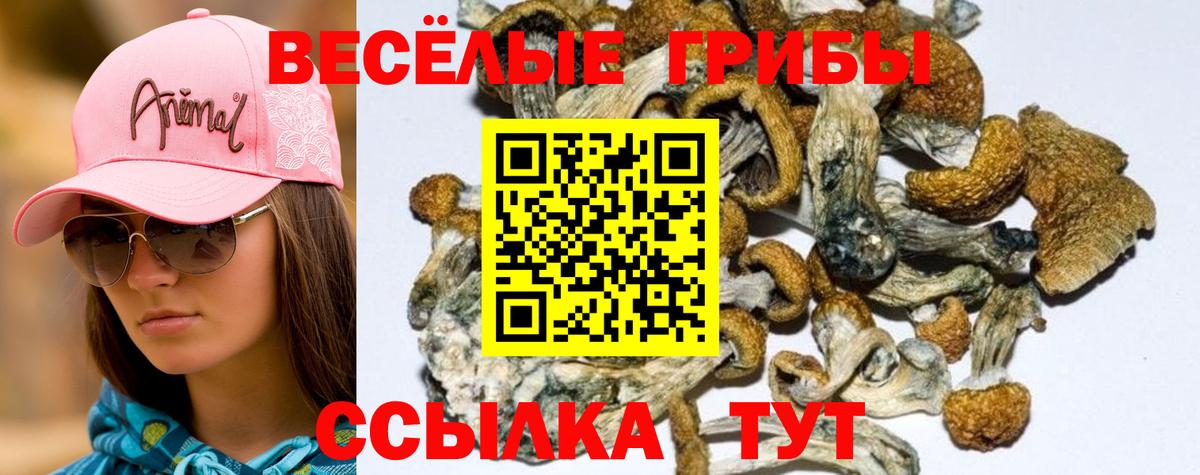 Псилоцибиновые грибы Psilocybine cubensis Лосино-Петровский